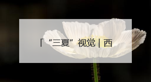 “三夏”视觉｜西平县：高标准农田里上演昼夜不停的“速度与激情”