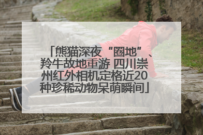 熊猫深夜“圈地”、羚牛故地重游 四川崇州红外相机定格近20种珍稀动物呆萌瞬间