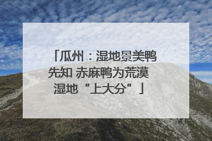 瓜州：湿地景美鸭先知 赤麻鸭为荒漠湿地“上大分”