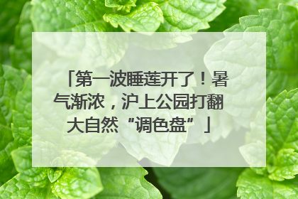 第一波睡莲开了！暑气渐浓，沪上公园打翻大自然“调色盘”