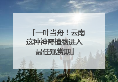 一叶当舟！云南这种神奇植物进入最佳观赏期