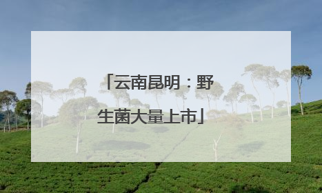 云南昆明：野生菌大量上市