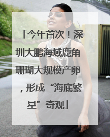 今年首次！深圳大鹏海域鹿角珊瑚大规模产卵，形成“海底繁星”奇观