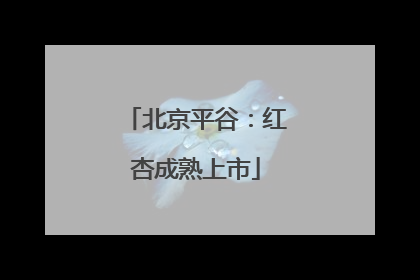 北京平谷：红杏成熟上市
