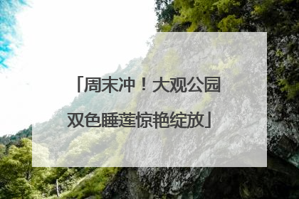 周末冲！大观公园双色睡莲惊艳绽放