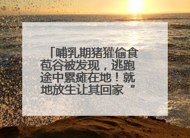 哺乳期猪獾偷食苞谷被发现，逃跑途中累瘫在地！就地放生让其回家“奶孩子”