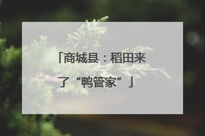 商城县：稻田来了“鸭管家”