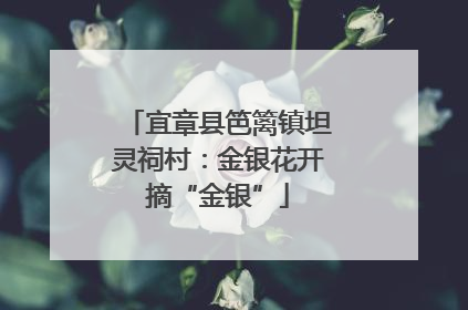 宜章县笆篱镇坦灵祠村：金银花开摘“金银”