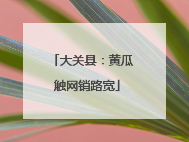 大关县：黄瓜触网销路宽