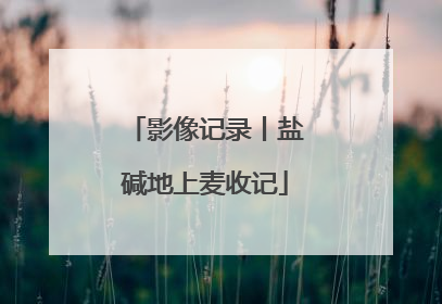 影像记录丨盐碱地上麦收记