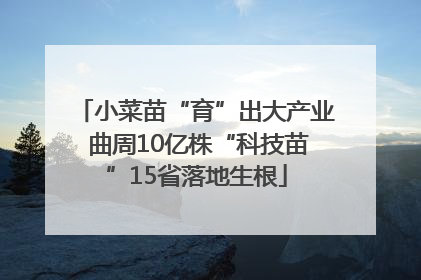 小菜苗“育”出大产业 曲周10亿株“科技苗”15省落地生根