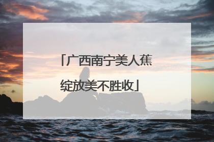 广西南宁美人蕉绽放美不胜收