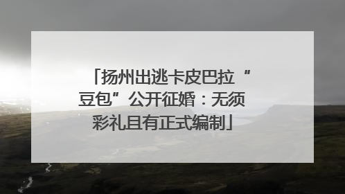 扬州出逃卡皮巴拉“豆包”公开征婚：无须彩礼且有正式编制