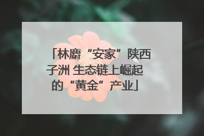 林麝“安家”陕西子洲 生态链上崛起的“黄金”产业