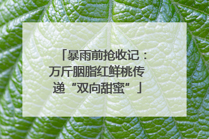暴雨前抢收记：万斤胭脂红鲜桃传递“双向甜蜜”