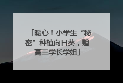 暖心！小学生“秘密”种植向日葵，赠高三学长学姐