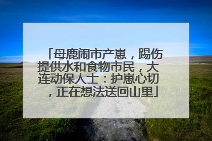 母鹿闹市产崽，踢伤提供水和食物市民，大连动保人士：护崽心切，正在想法送回山里