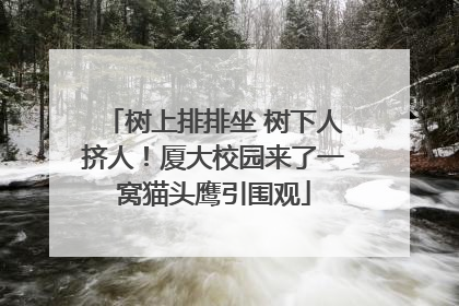 树上排排坐 树下人挤人！厦大校园来了一窝猫头鹰引围观