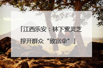 江西乐安：林下紫灵芝撑开群众“致富伞”