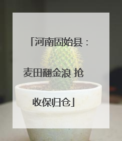 河南固始县：麦田翻金浪 抢收保归仓