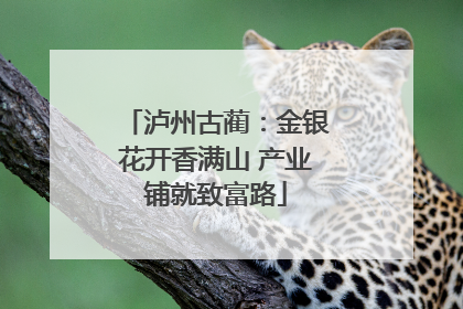 泸州古蔺：金银花开香满山 产业铺就致富路