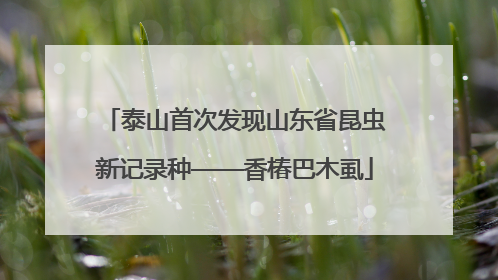 泰山首次发现山东省昆虫新记录种——香椿巴木虱
