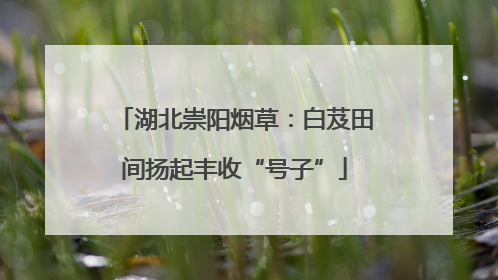 湖北崇阳烟草：白芨田间扬起丰收“号子”