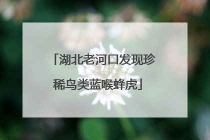 湖北老河口发现珍稀鸟类蓝喉蜂虎