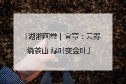 湖湘画卷｜宜章：云雾绕茶山 绿叶变金叶