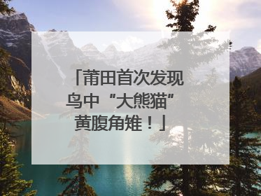 莆田首次发现鸟中“大熊猫”黄腹角雉！