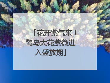 花开紫气来！鹭岛大花紫薇进入盛放期