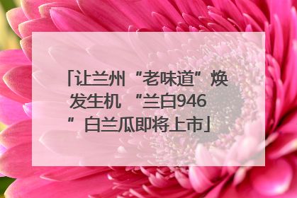 让兰州“老味道”焕发生机 “兰白946”白兰瓜即将上市