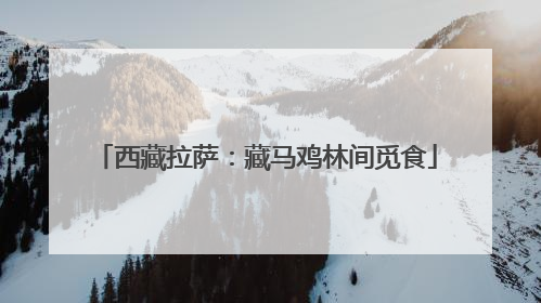 西藏拉萨：藏马鸡林间觅食
