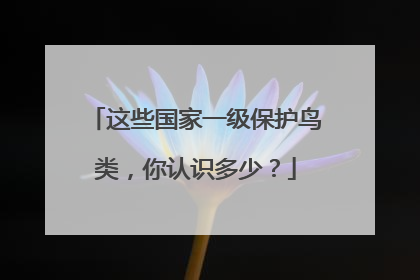 这些国家一级保护鸟类，你认识多少？