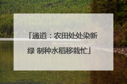 通道：农田处处染新绿 制种水稻移栽忙