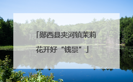 郧西县夹河镇茉莉花开好“钱景”