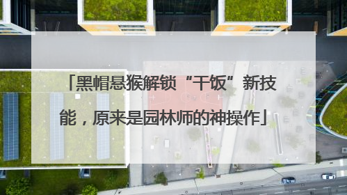黑帽悬猴解锁“干饭”新技能，原来是园林师的神操作